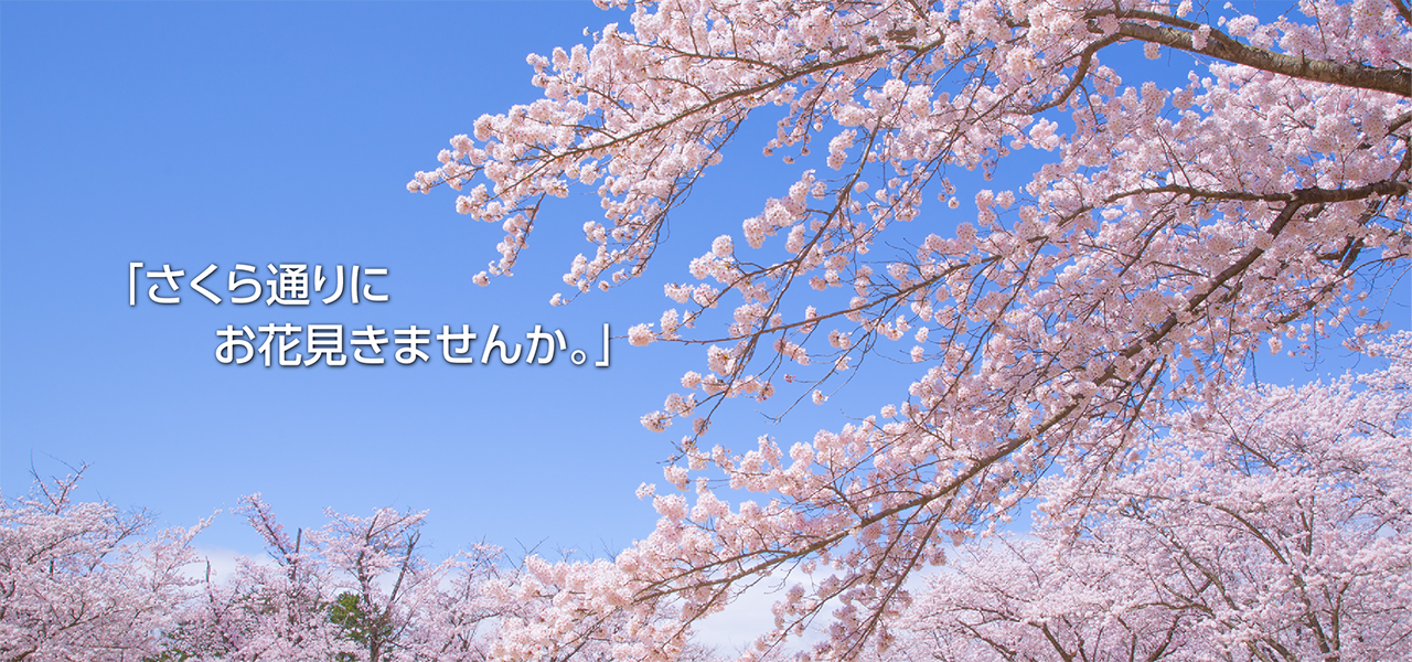 「桜通りにお花見きませんか。」